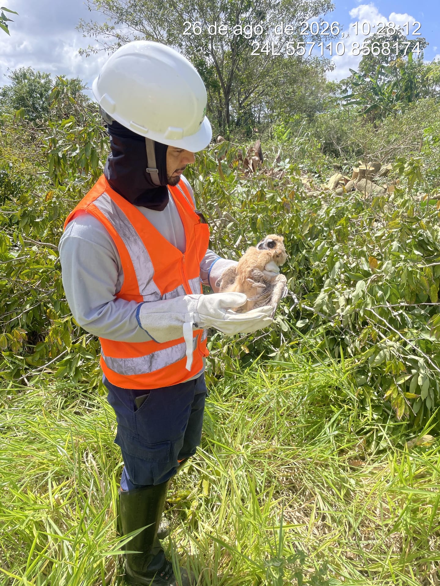 Estudos e proteção da fauna silvestre